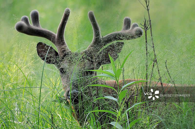 美国拉巴格森林田野里的鹿特写图片素材
