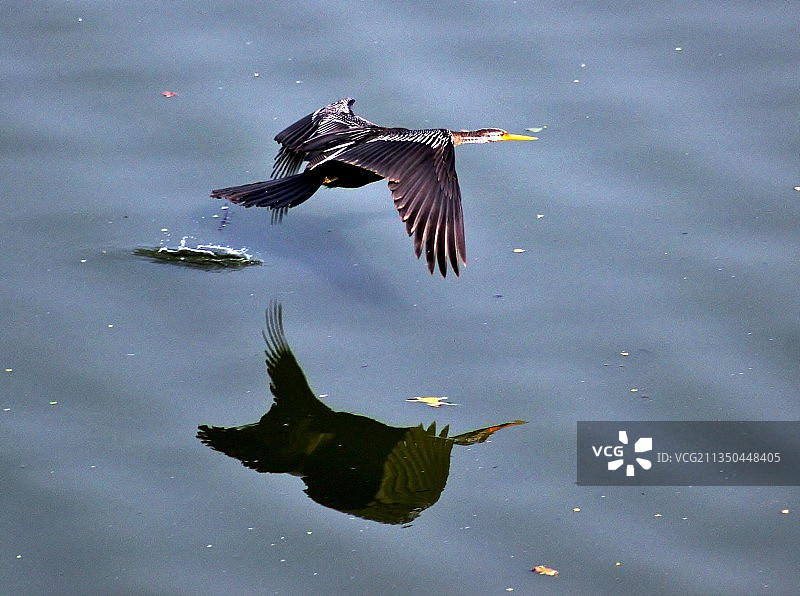 印度泰米尔纳德邦，韦丹塔angal，飞过湖面的苍鹭俯视图图片素材