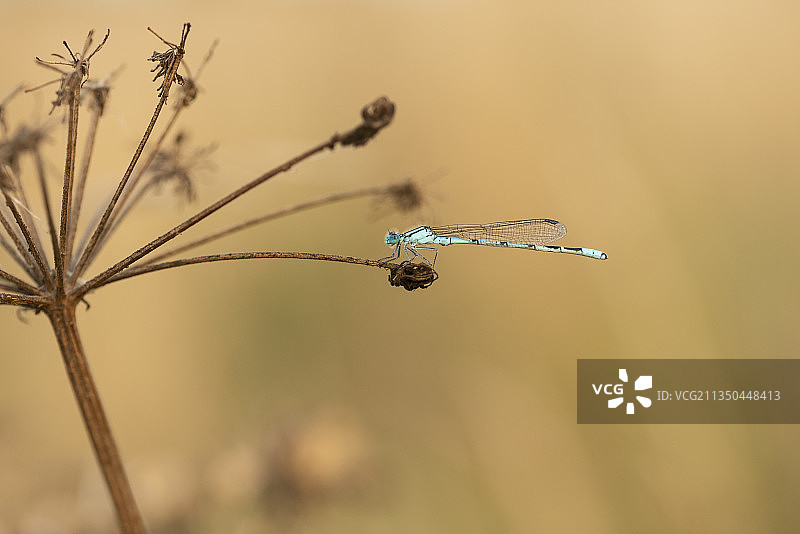植物上的蜻蜓特写，英国韦克菲尔德图片素材