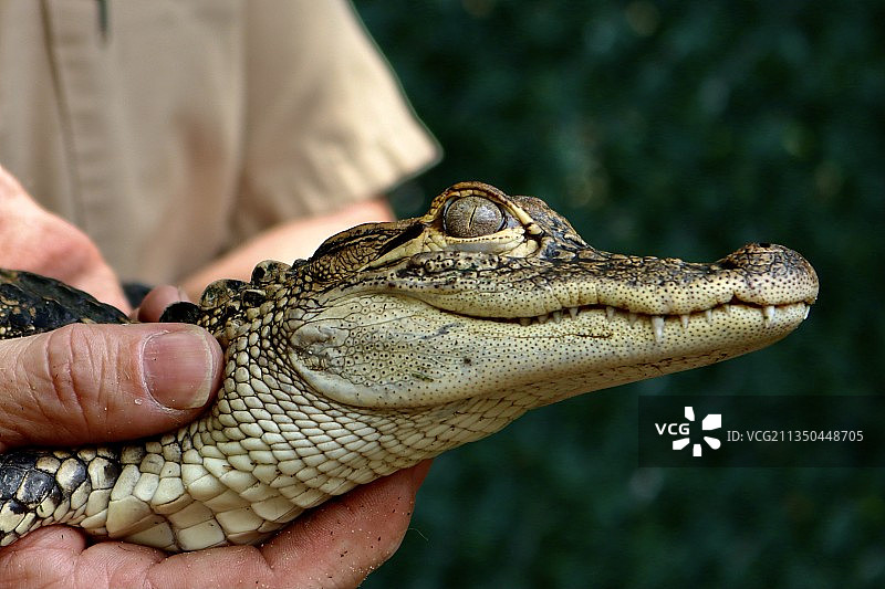 手持蜥蜴图片素材