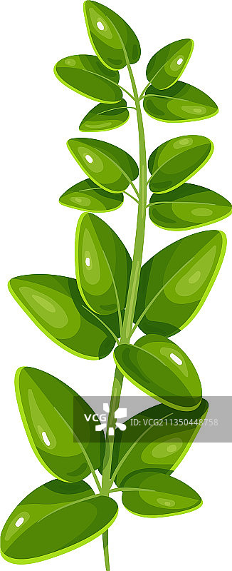 马郁兰图片素材