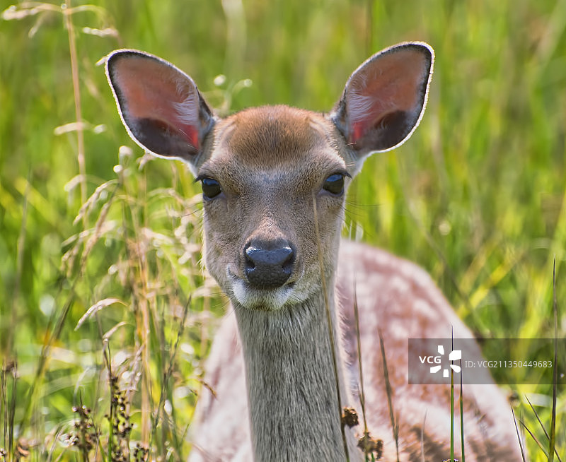站在田野上的鹿的特写，爱尔兰基拉尼图片素材