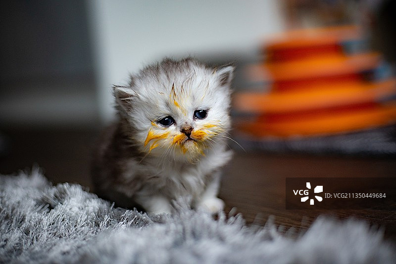 脸上有食物的可爱小猫肖像图片素材