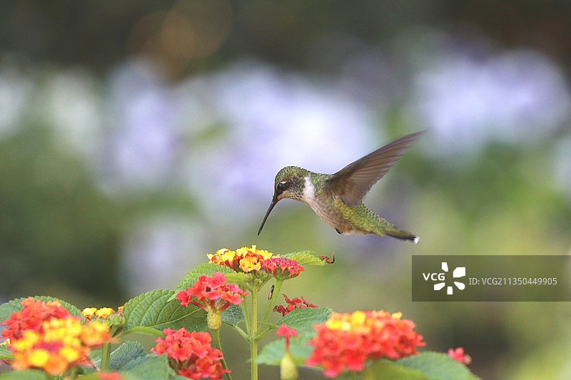 蓝颏宝石蜂鸟飞过花朵的特写图片素材