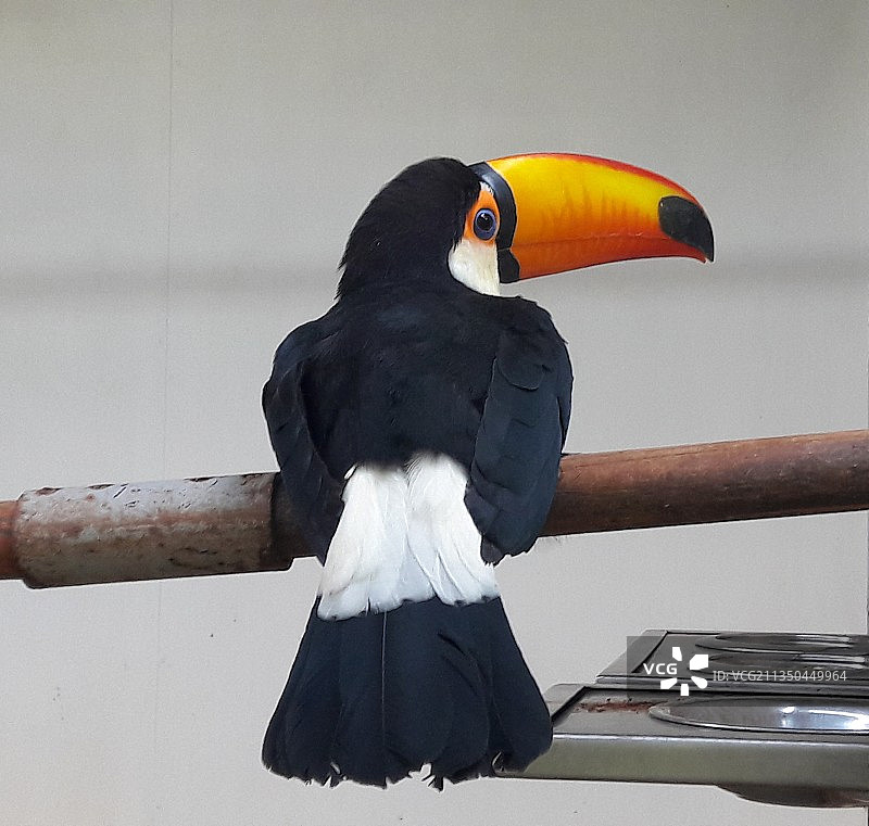 印度海得拉巴鸟栖枝头特写图片素材