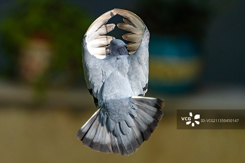 鸽子在户外飞行特写，新德里，德里，印度图片素材