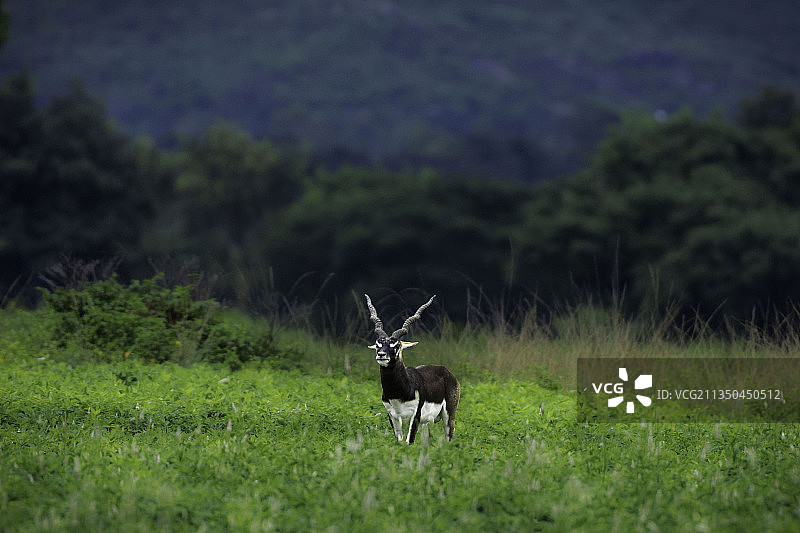 站在田野上的鹿的肖像，印度奥迪沙邦阿西卡图片素材