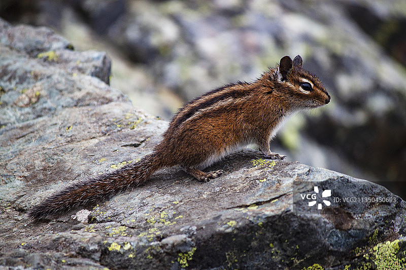 华盛顿州北湾岩石上花栗鼠的特写，美国图片素材
