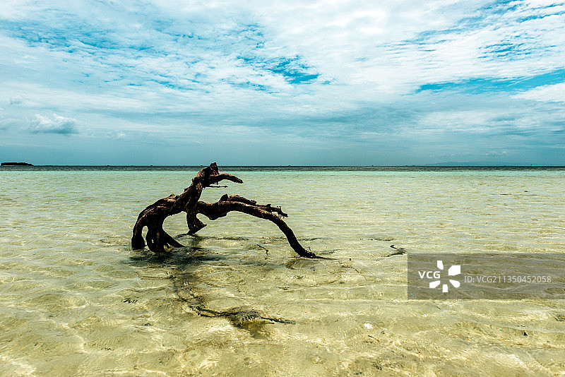 菲律宾处女岛海滩上的树根图片素材