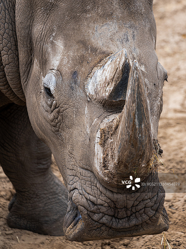 白色犀牛特写，荷兰埃门图片素材