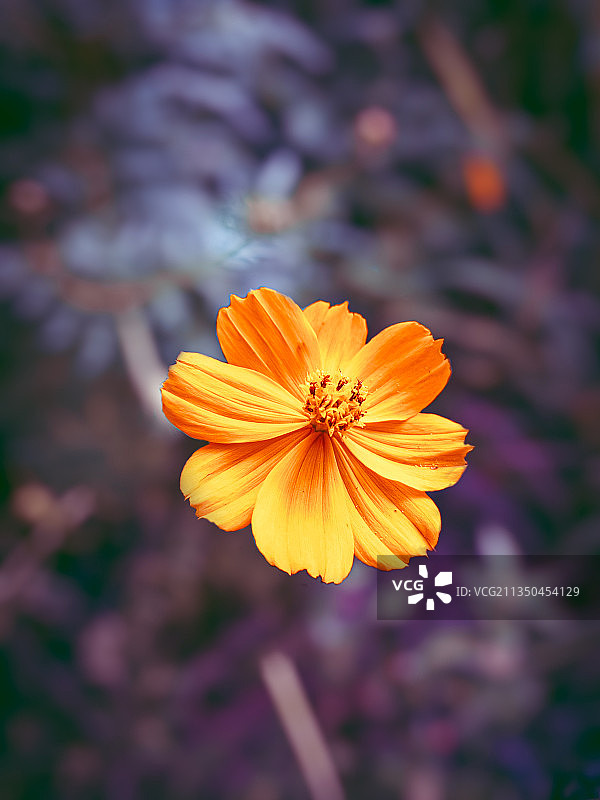 橙色波斯菊花特写图片素材