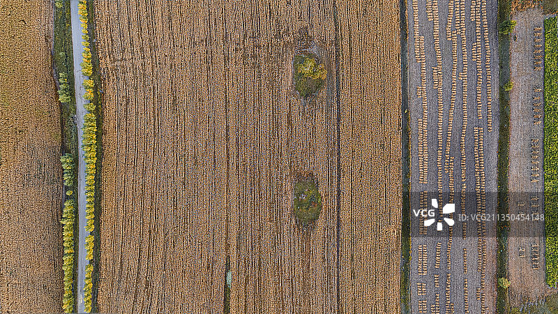 秋天的田地-秋收图片素材