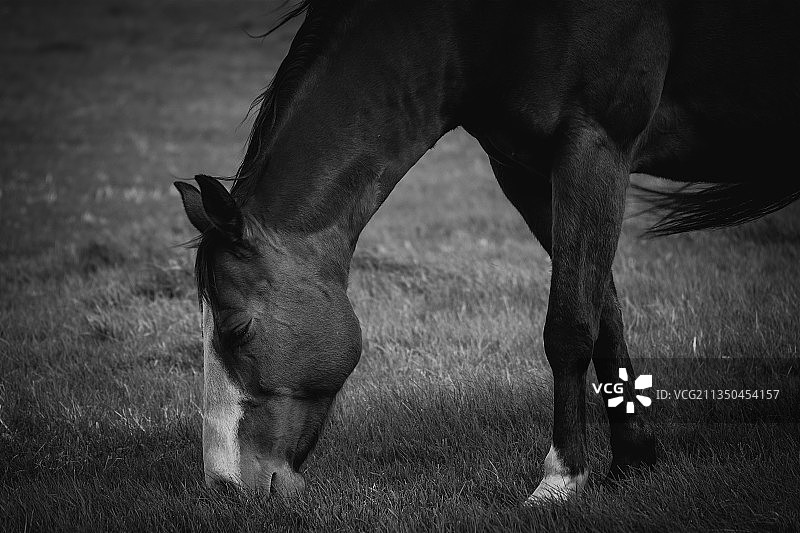 纯种马在田野上吃草的特写图片素材