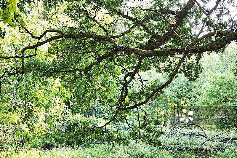 森林中的树木，美国伊利诺伊州格伦view图片素材