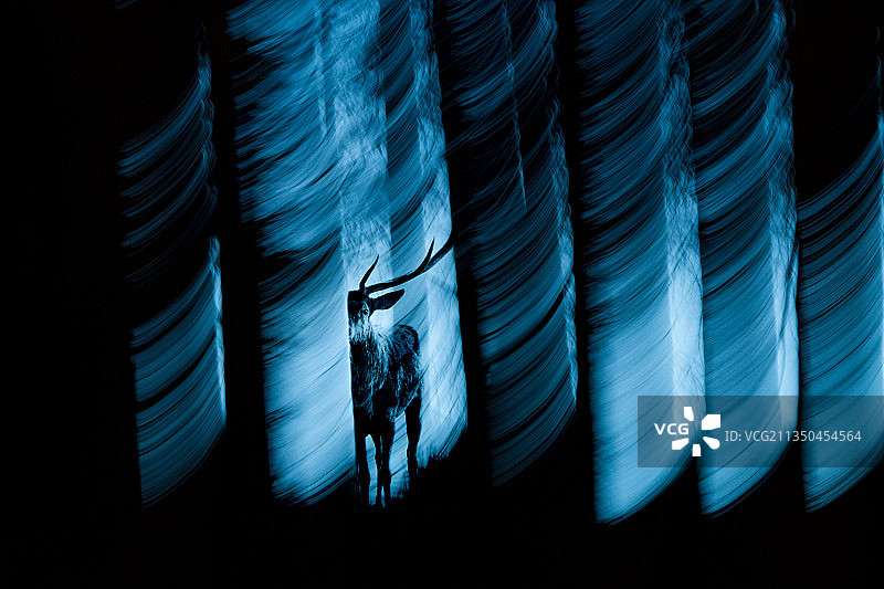 光线照亮的隧道中站立的鹿剪影图片素材