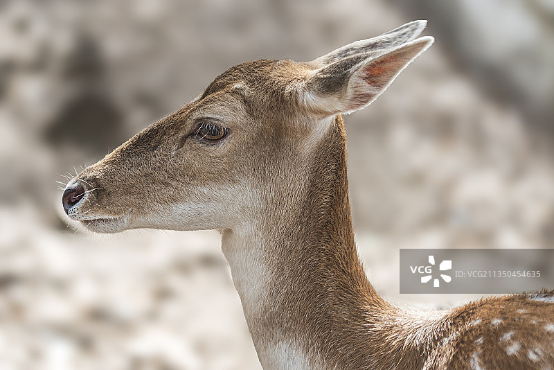 近距离拍摄：鹿，吉杰尔，阿尔及利亚图片素材