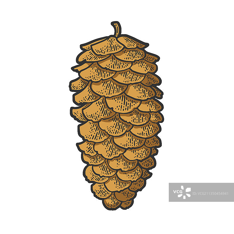 云杉松果素描图片素材