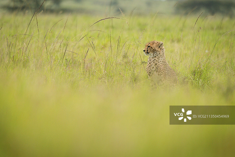 在肯尼亚马赛马拉纳罗克原野上眺望的猎豹幼崽图片素材