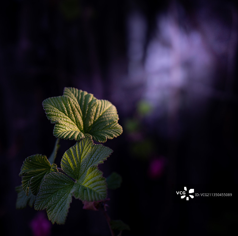 新西兰箭镇的绿叶特写图片素材