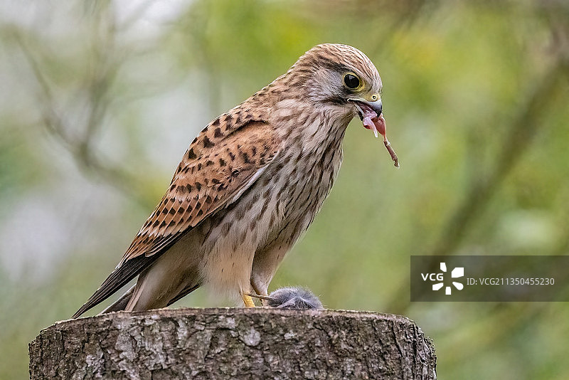 栖息在木头上的鸣禽特写图片素材
