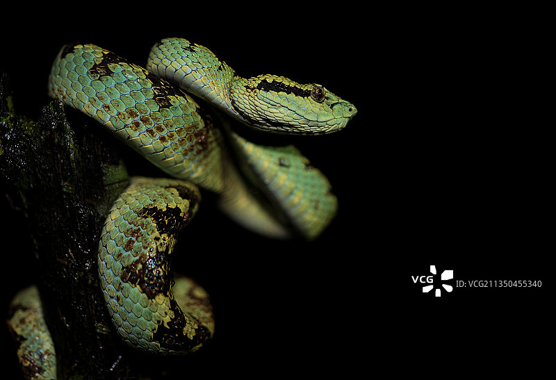 印度黑色背景下的蛇特写图片素材