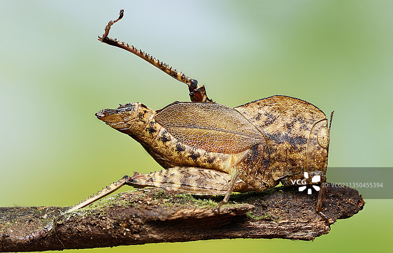 越南同奈省树枝上的青蛙特写图片素材