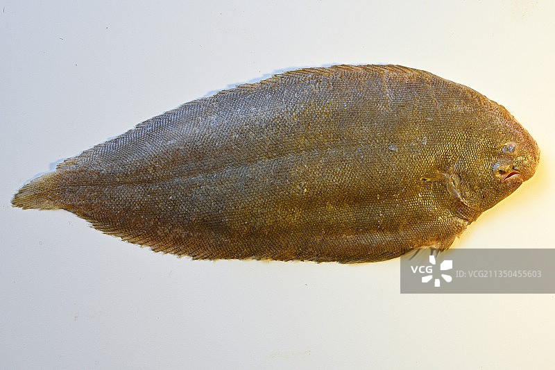 法国鲽鱼俯视图图片素材