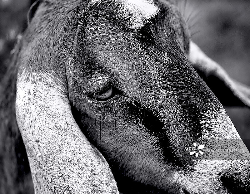 小狗特写，美国曼彻斯特图片素材