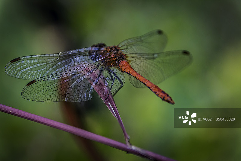 豆娘在植物上的特写，俄罗斯图片素材