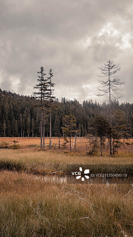 德国拜里施艾森施泰因的田野树木图片素材