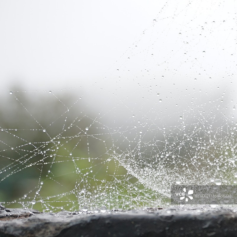 雨季潮湿窗户上的蜘蛛网特写图片素材