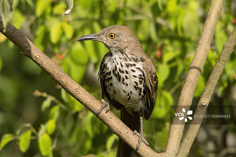 栖息在树枝上的鸣禽特写，美国得克萨斯州鲁内尔斯县图片素材