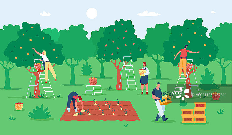 农民采摘苹果图片素材