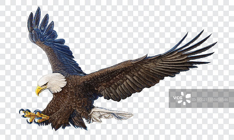 手绘涂色秃鹰突袭图片素材