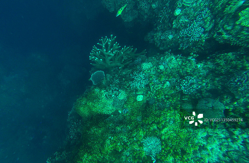 菲律宾薄荷岛海下珊瑚图片素材