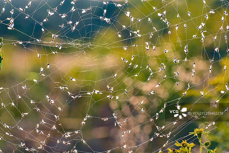湿蜘蛛网特写图片素材