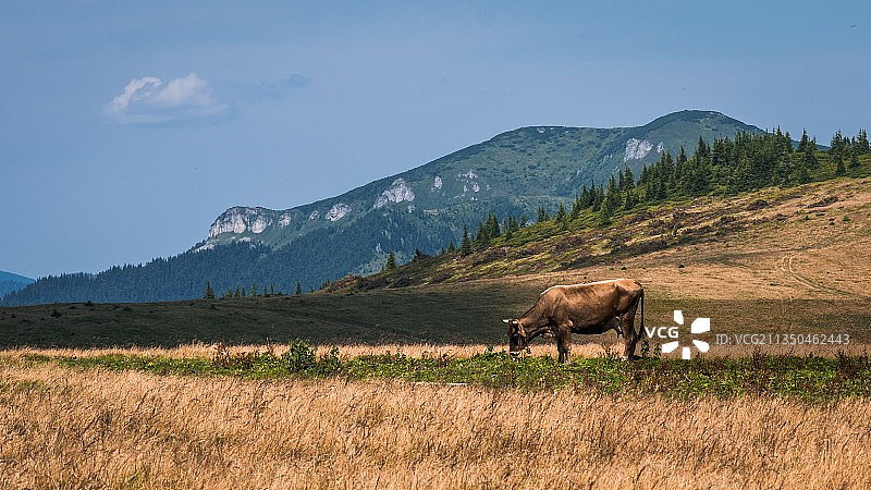 山间吃草的奶牛图片素材