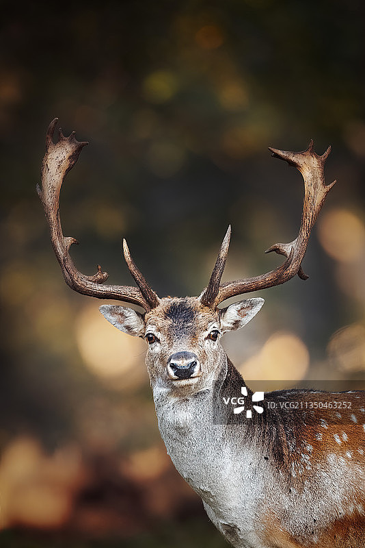 瑞典奥滕比伦德自然保护区田野上的鹿 портрет图片素材