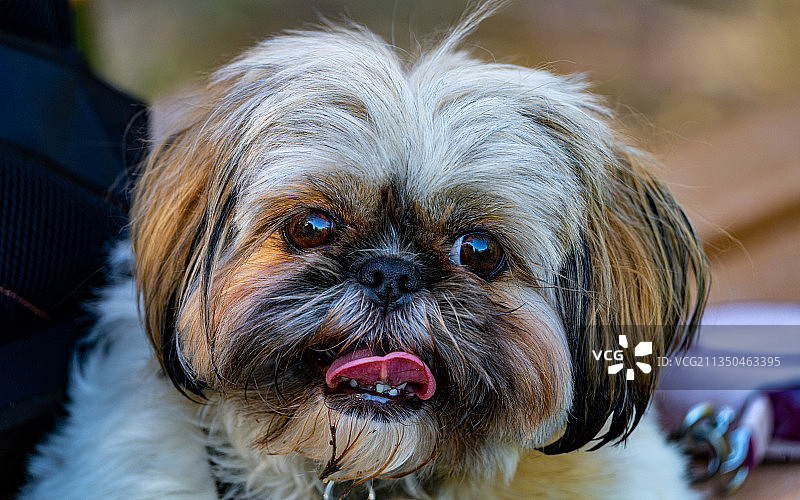 狗的特写肖像，千橡市，加利福尼亚州，美国图片素材
