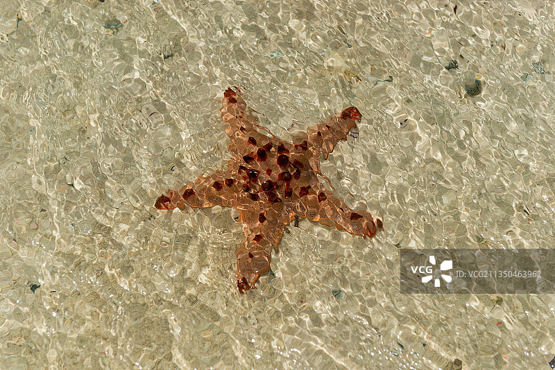 海星生物壁纸背景图案图片素材