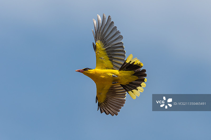 黑枕黄鹂图片素材