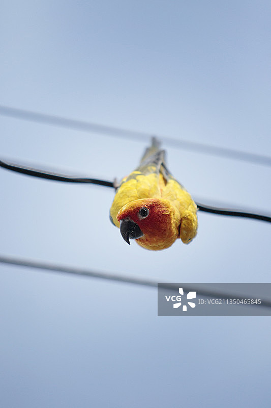 泰国，栖息在电缆上的鹦鹉特写图片素材