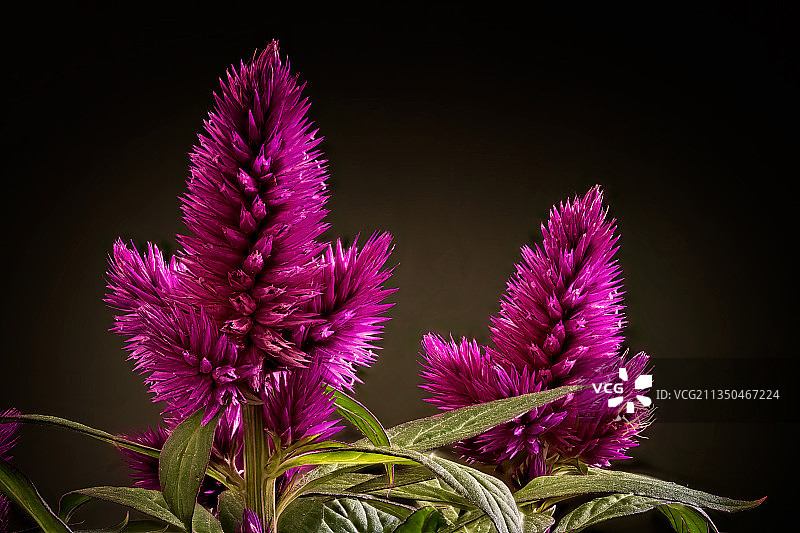 黑色背景下的粉色开花植物特写，布拉格，捷克共和国图片素材