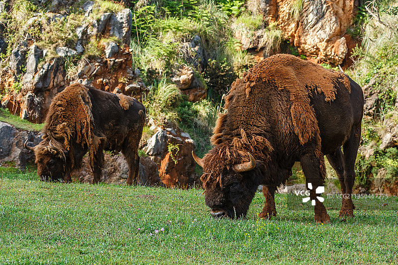 在田野上吃草的美洲野牛的侧视图，西班牙图片素材