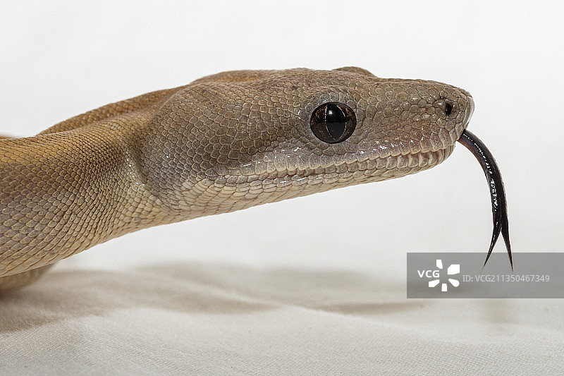 白色背景上蜥蜴的特写图片素材