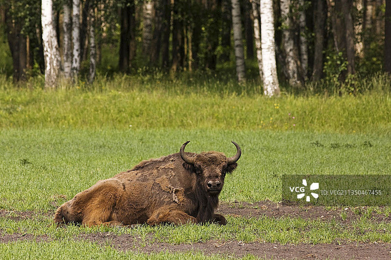 立陶宛和意大利的欧洲野牛图片素材