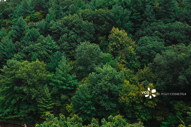 美国星ved Rock州立公园森林树木高角度景观图片素材