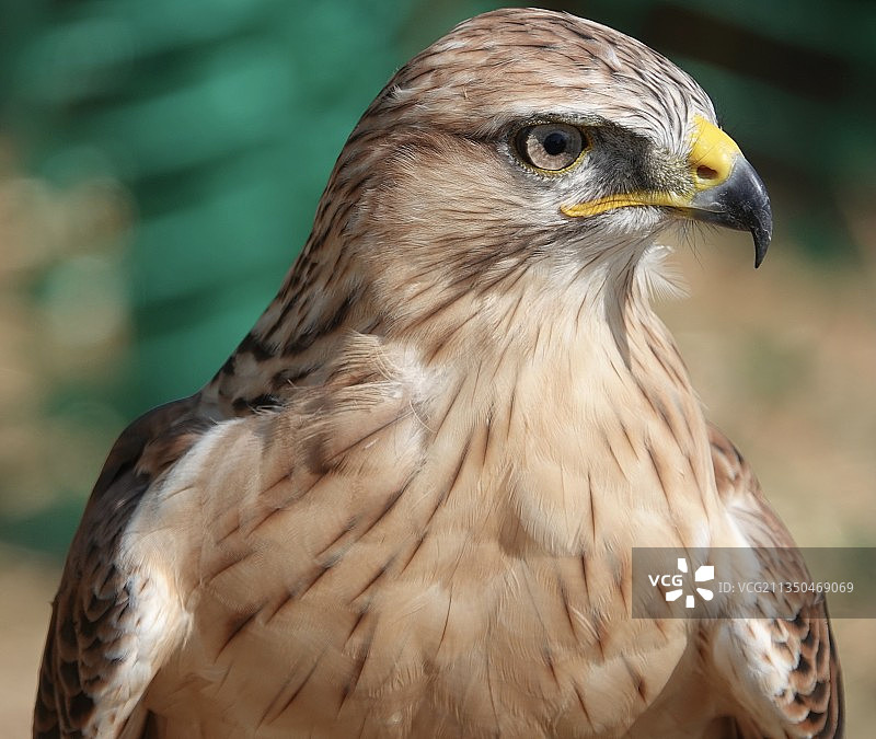 白头海雕特写，英国阿什福德图片素材