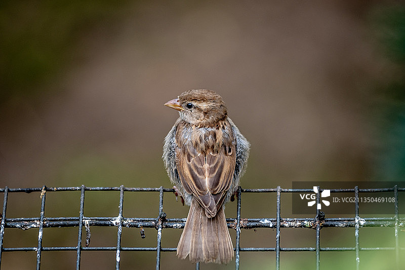 鸣禽麻雀栖息在栅栏上的特写，阿纳姆，荷兰图片素材