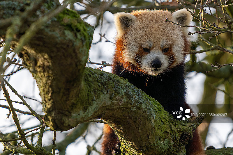 树上考拉的特写图片素材